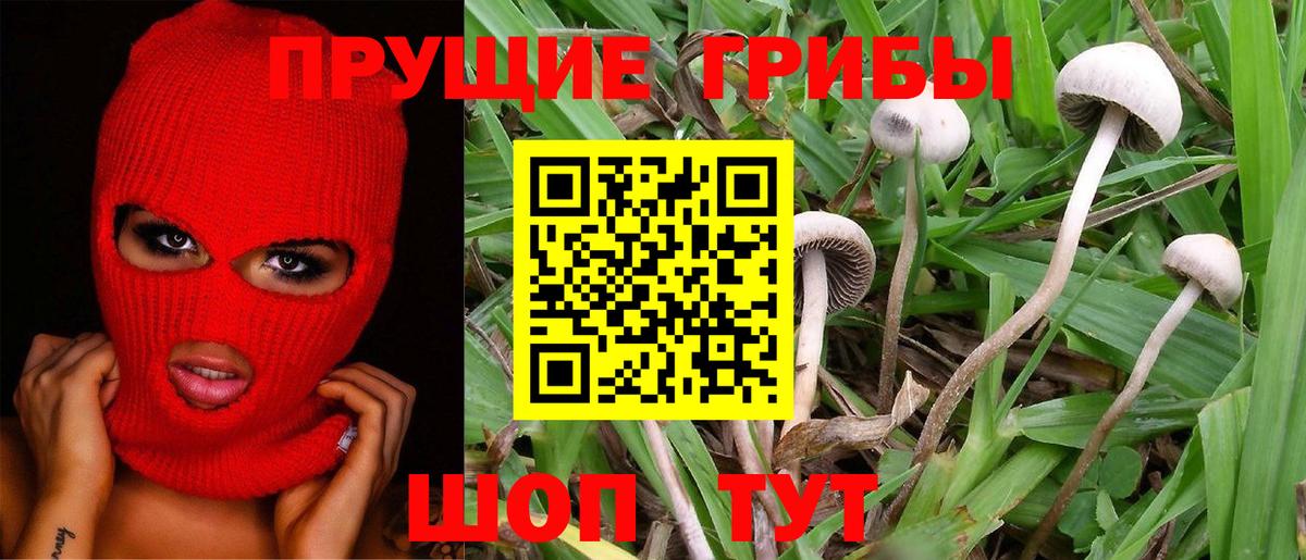 Губкинский  Псилоцибиновые грибы ЛСД  Вход с VPN  Псилоцибиновые грибы прущие грибы 